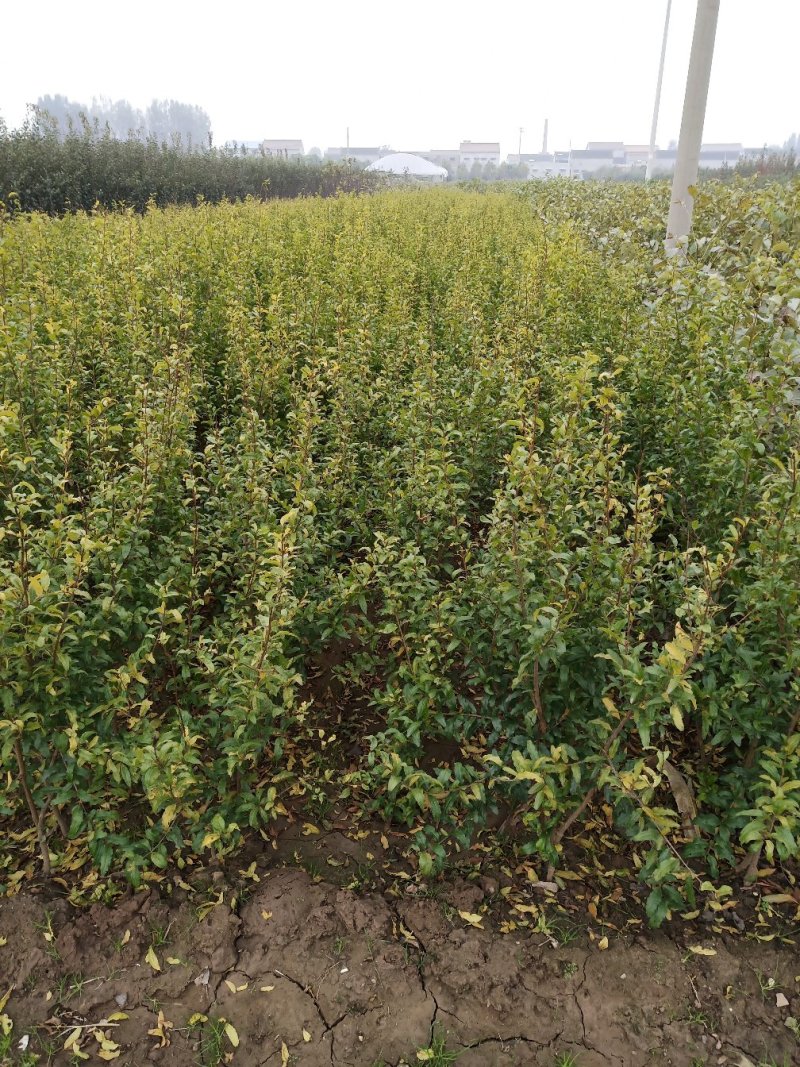 直销突尼斯软籽石榴，泰山红，丛生花石榴等各种石榴树