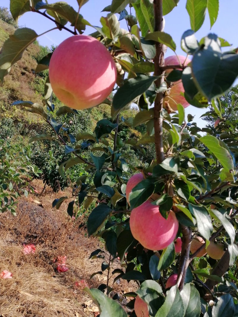 寒富（套袋）自然成熟产地现摘保证质量