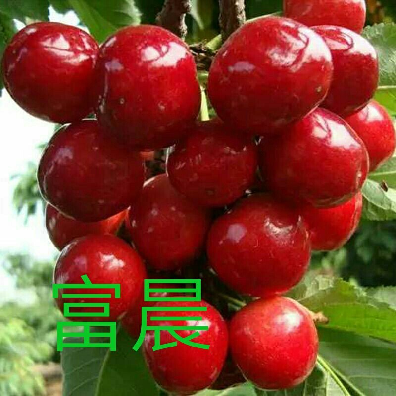 【樱桃苗】俄罗斯八号鲁樱5号，**泰奥加，佛里斯科，火箭