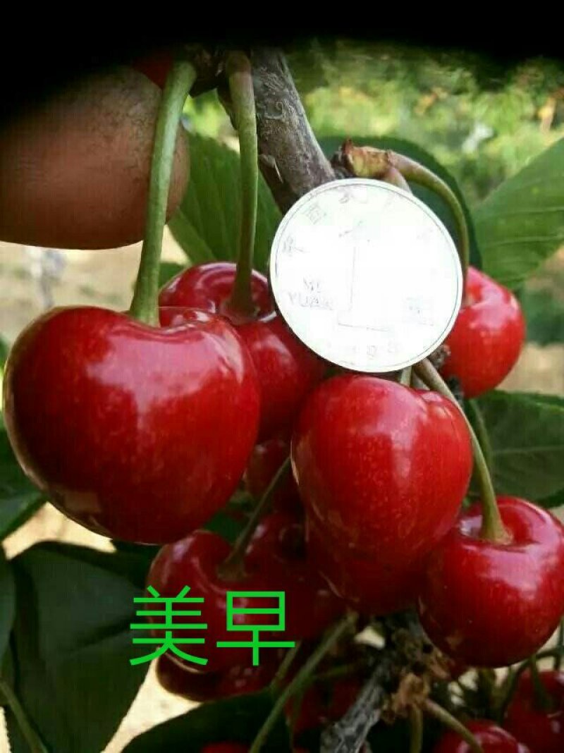【樱桃苗】俄罗斯八号鲁樱5号，**泰奥加，佛里斯科，火箭