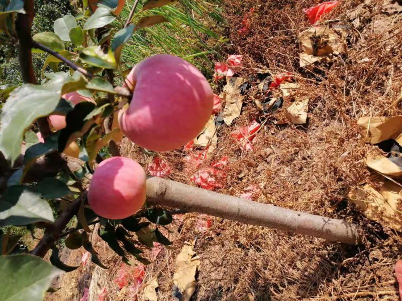 寒富〈闷袋〉（套袋）产地现摘保证质量