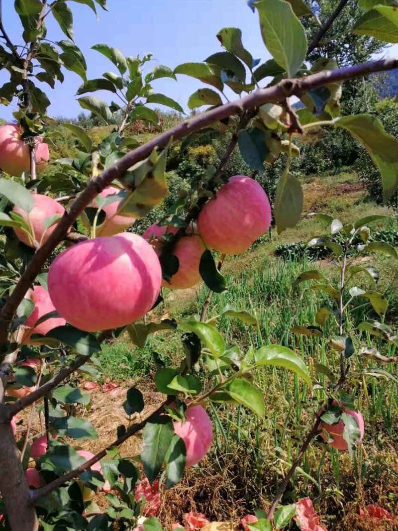 寒富〈闷袋〉（套袋）产地现摘保证质量