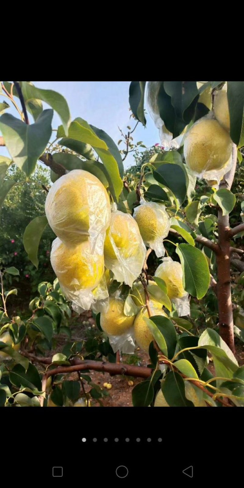 雪花梨