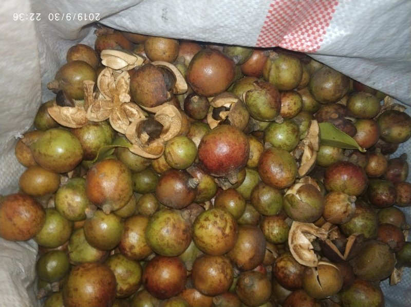 油茶果