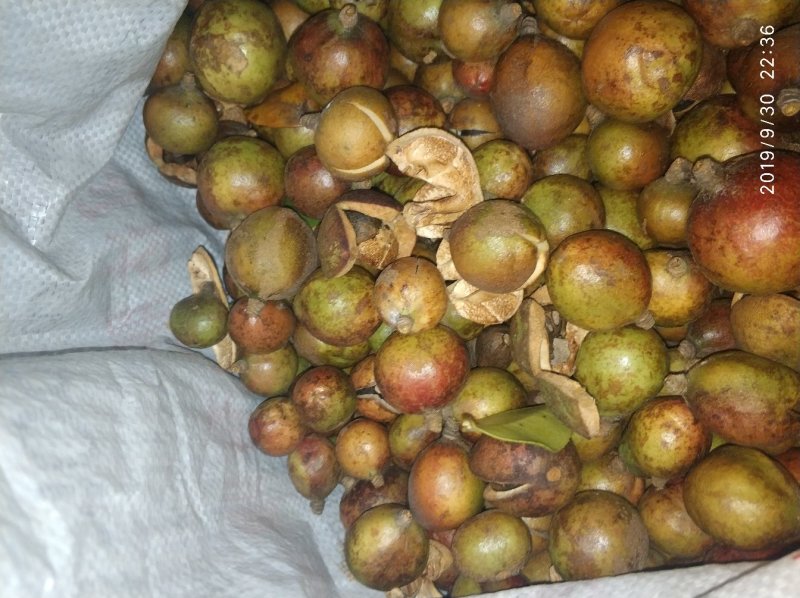 油茶果