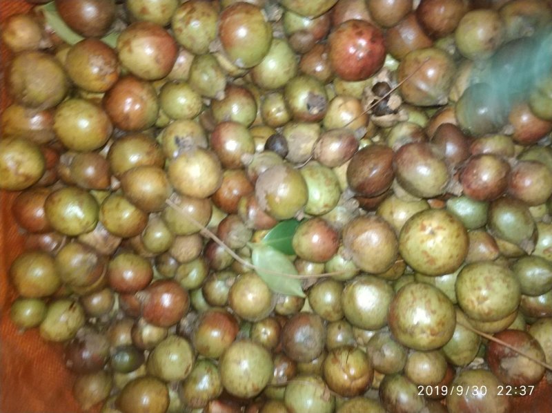 油茶果