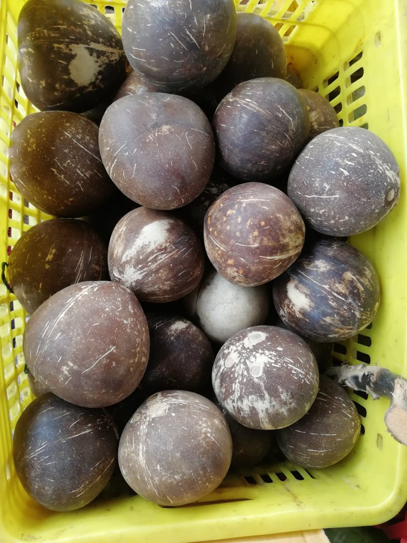 海南椰子，椰皇，椰青