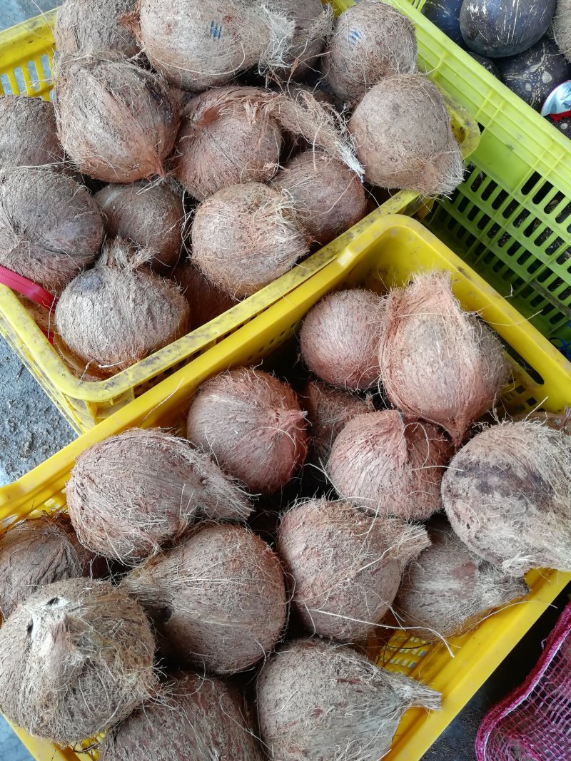 海南椰子，椰皇，椰青