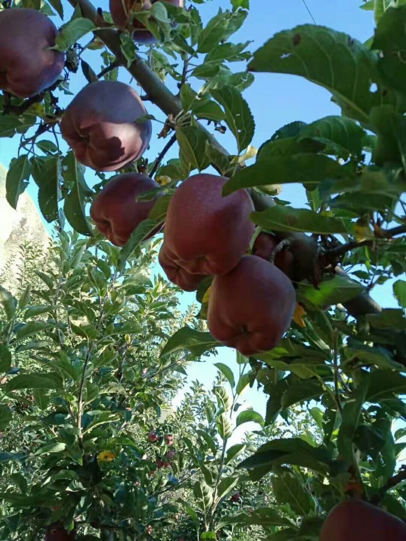 会宁关川苹果