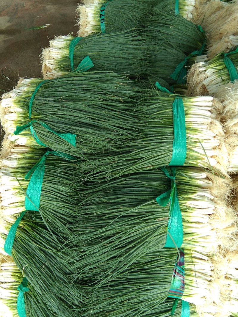 小葱