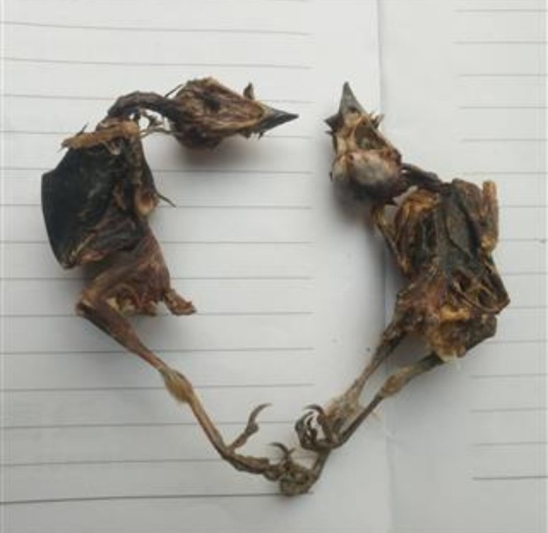 雀。道地药材，质优价实，品质保证，药典标准一公斤起批