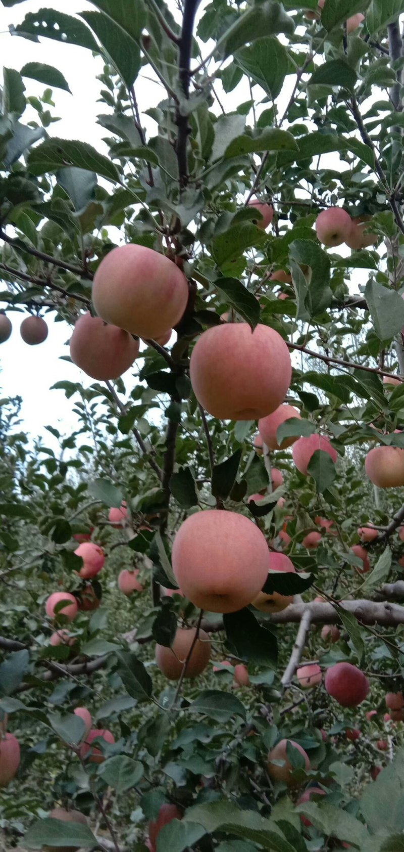 甘肃会宁关川苹果