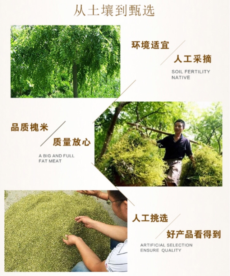 槐米精品新货价格美丽