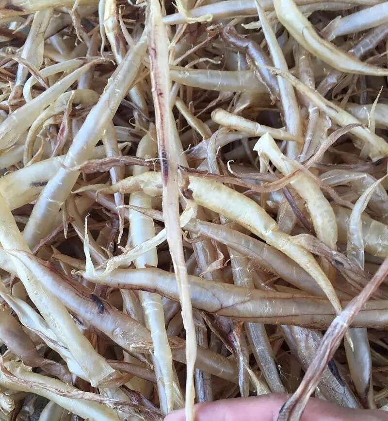 鳗鱼，质优价实，品质保证，胶仔鳗鱼，一公斤起批