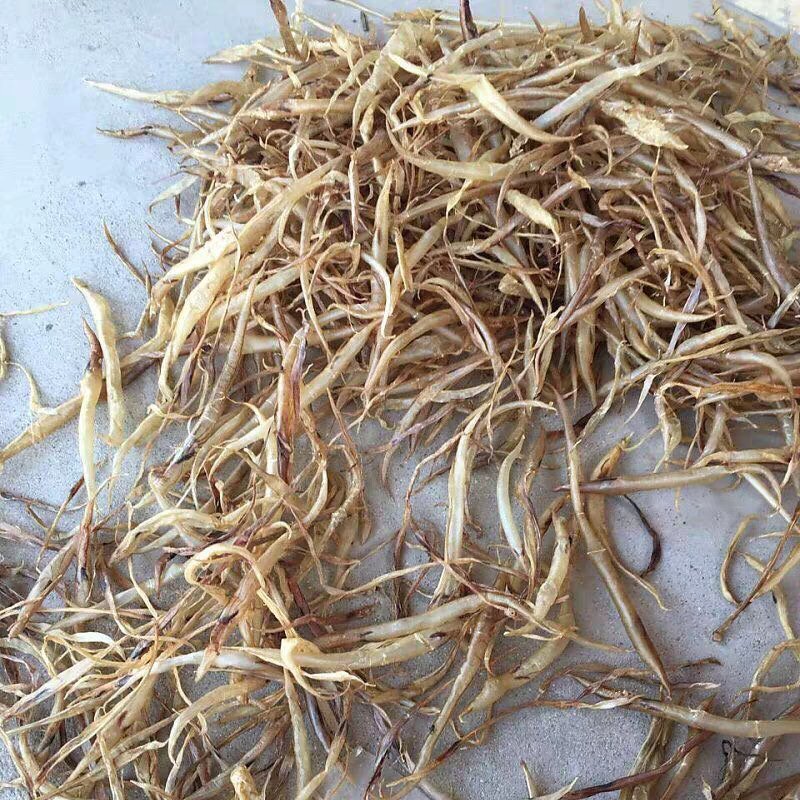 鳗鱼，质优价实，品质保证，胶仔鳗鱼，一公斤起批