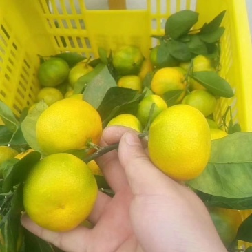【🔥旺铺🔥】蜜橘货源充足品质保证价格美丽欢迎合作共赢