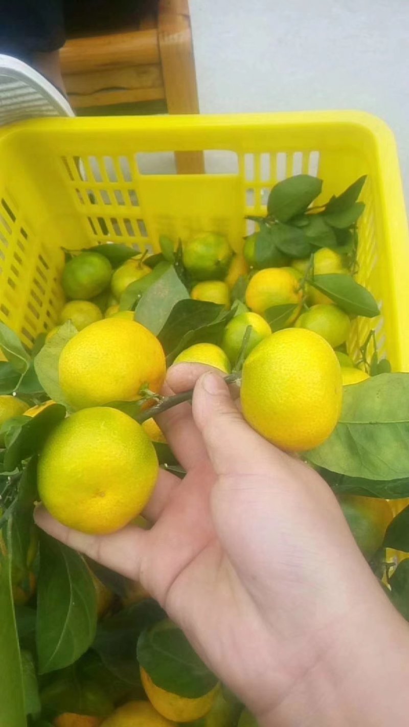 【🔥旺铺🔥】蜜橘货源充足品质保证价格美丽欢迎合作共赢