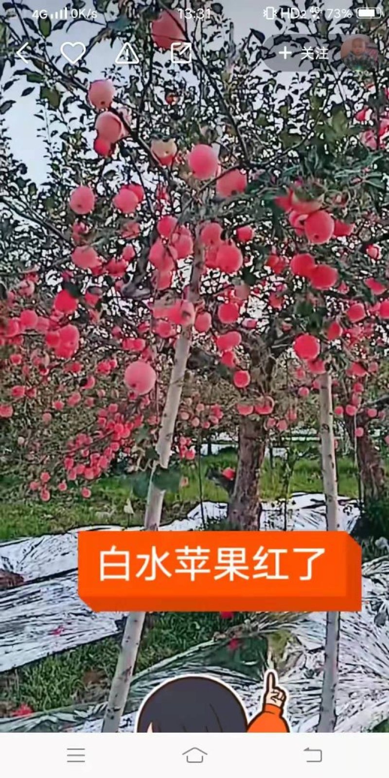 陕西条纹富士