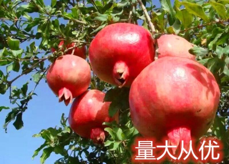 突尼斯石榴苗蒙阳红石南北方种植地栽盆优质苗