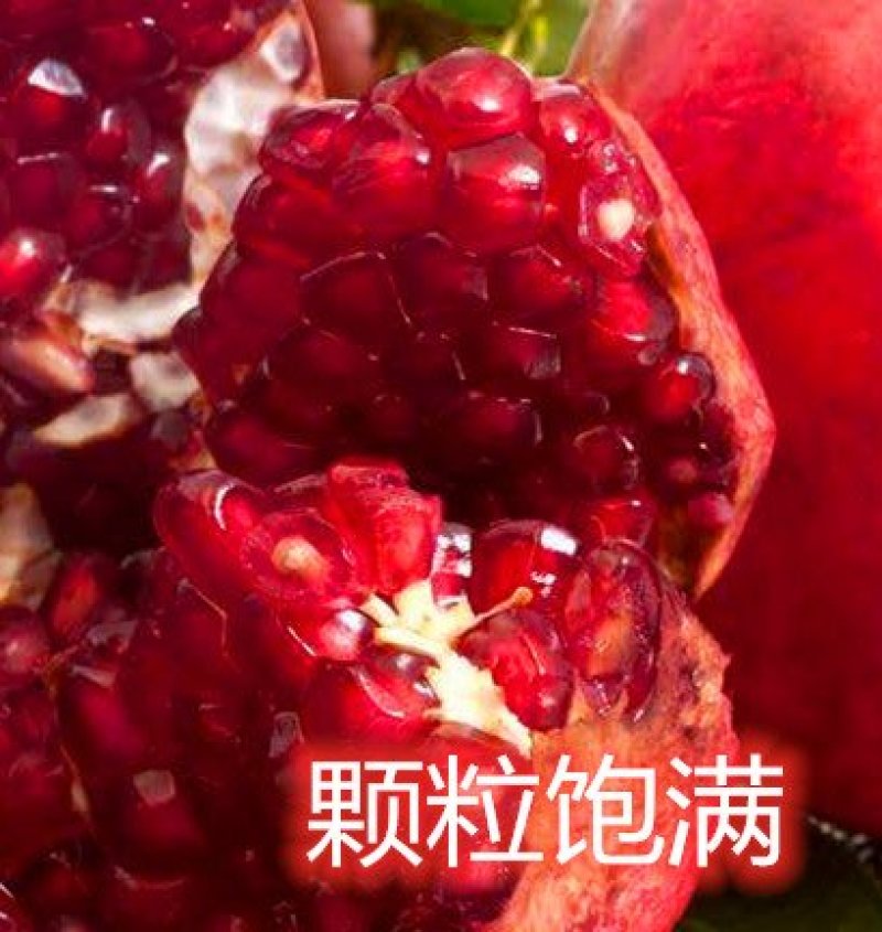 突尼斯石榴苗蒙阳红石南北方种植地栽盆优质苗