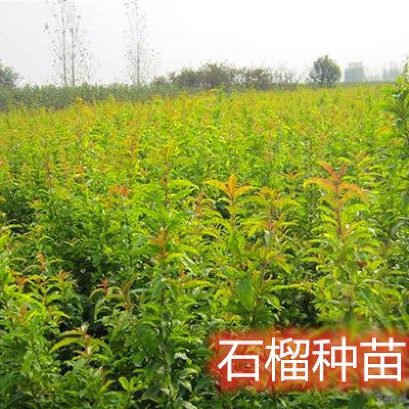 突尼斯石榴苗蒙阳红石南北方种植地栽盆优质苗
