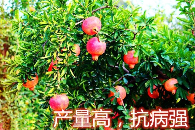 突尼斯石榴苗蒙阳红石南北方种植地栽盆优质苗