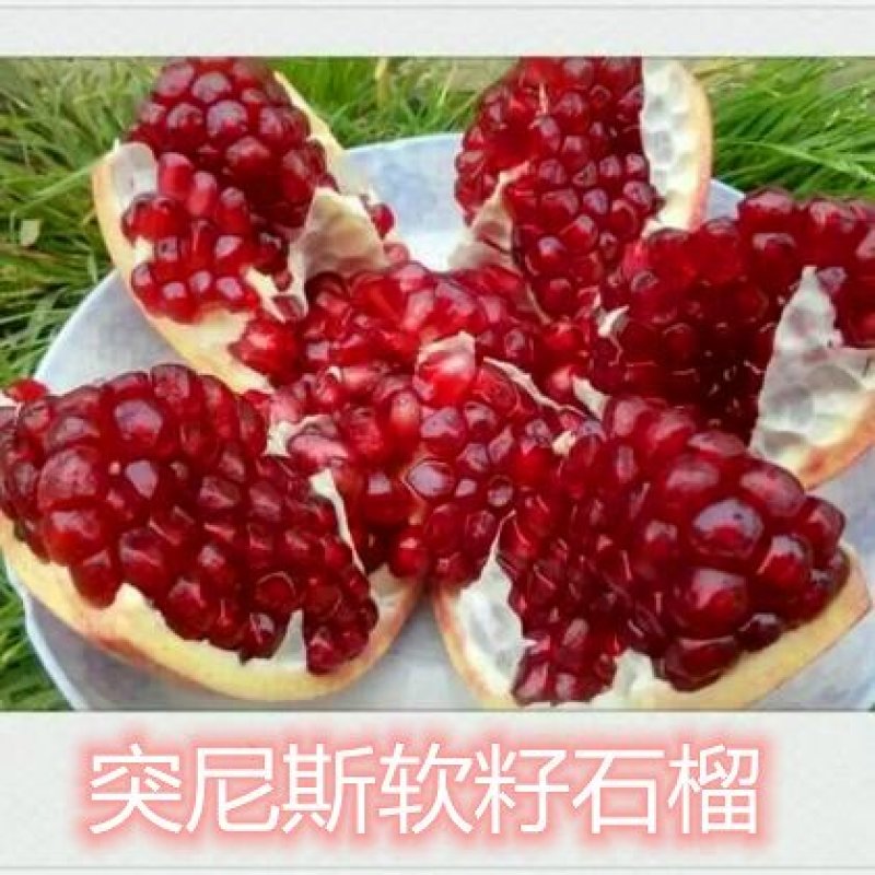 突尼斯石榴苗蒙阳红石南北方种植地栽盆优质苗