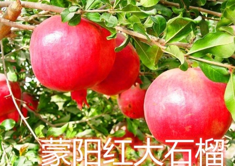 突尼斯石榴苗蒙阳红石南北方种植地栽盆优质苗