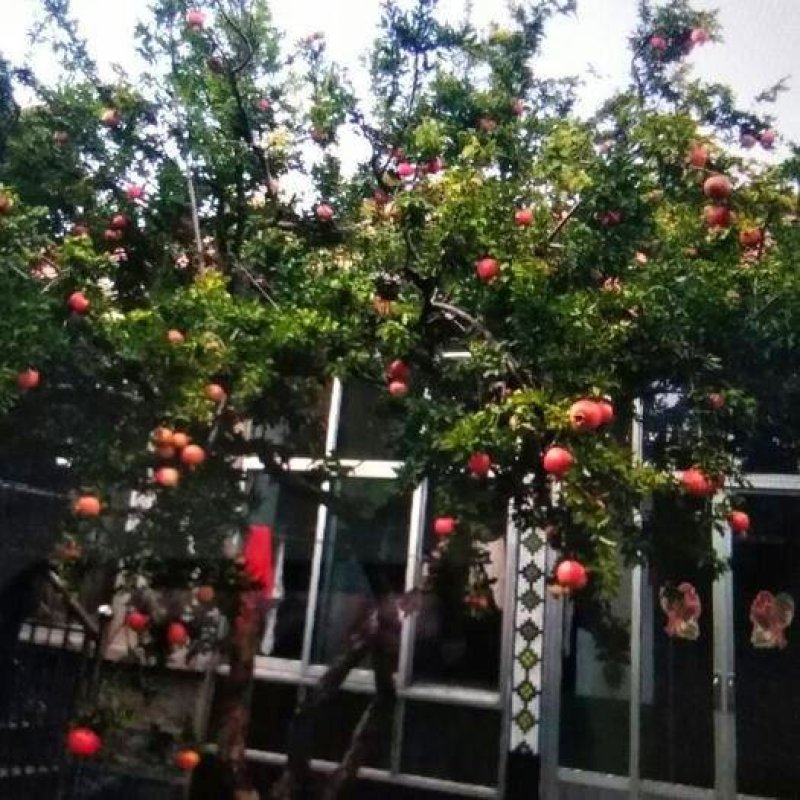 突尼斯石榴苗蒙阳红石南北方种植地栽盆优质苗