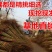 突尼斯石榴苗蒙阳红石南北方种植地栽盆优质苗
