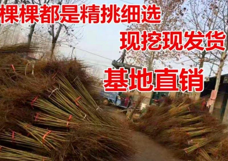 突尼斯石榴苗蒙阳红石南北方种植地栽盆优质苗