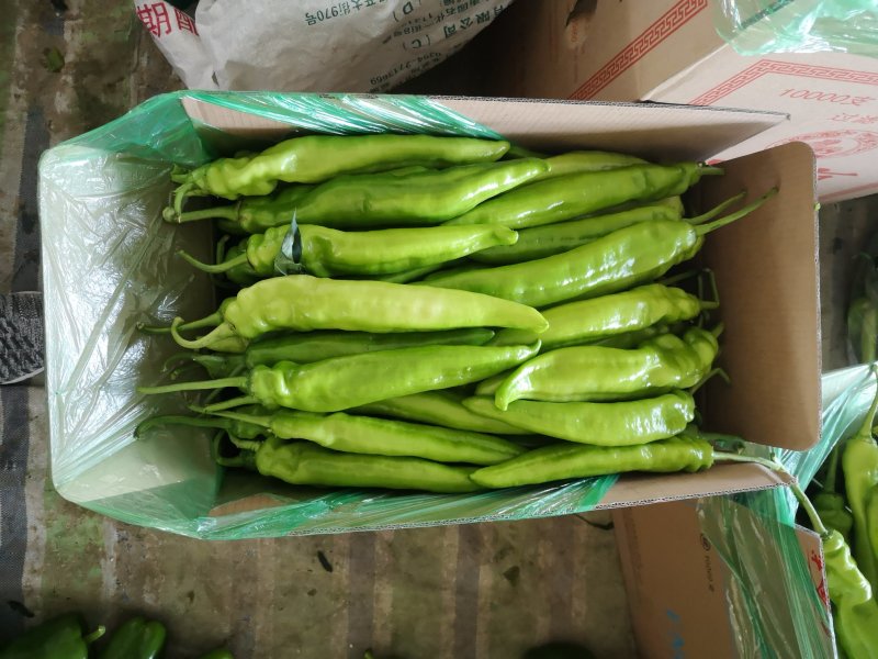 蔬菜