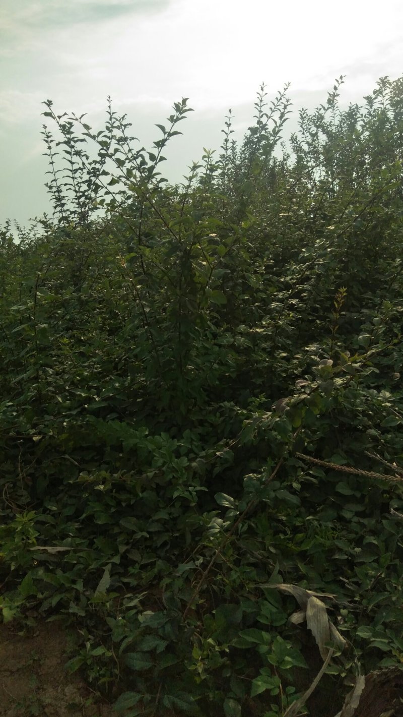 连翘苗，药用连翅苗，开花好看，药用良好，，果实市场看好
