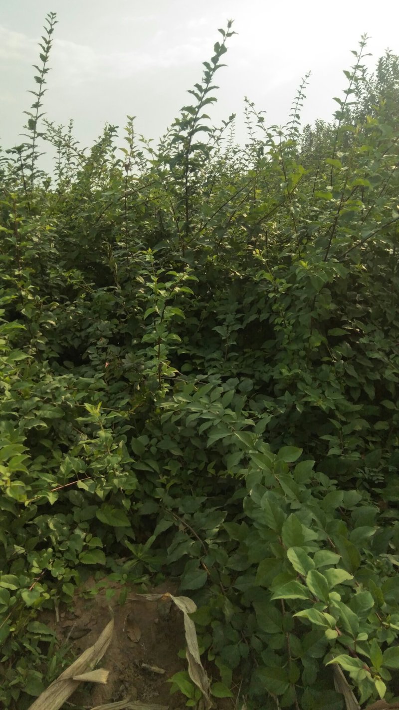 连翘苗，药用连翅苗，开花好看，药用良好，，果实市场看好