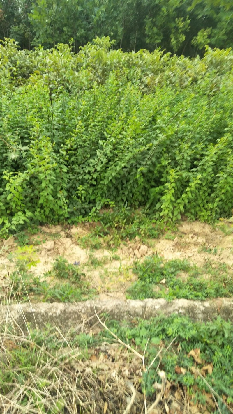 连翘苗，药用连翅苗，开花好看，药用良好，，果实市场看好