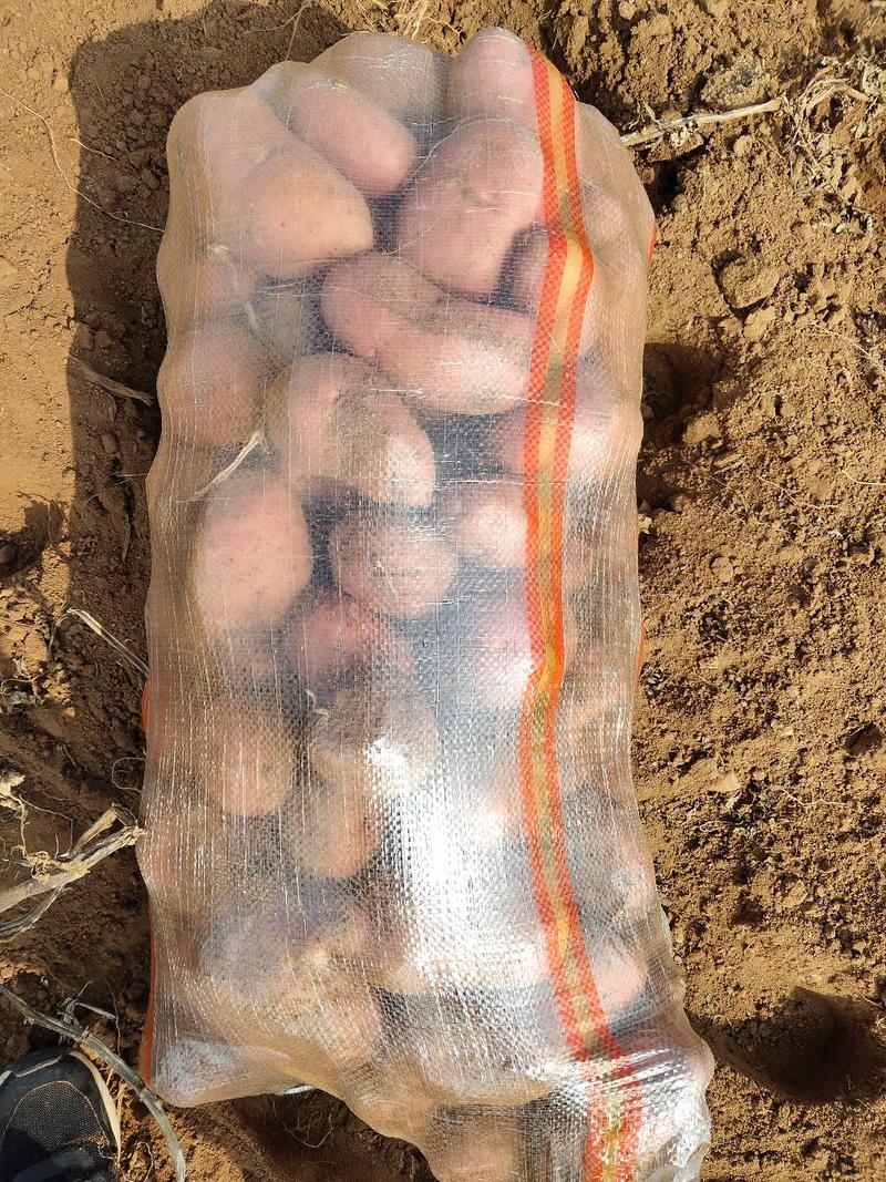 内蒙武川县优质川引红皮土豆，红沙土豆，个头大，颜色好