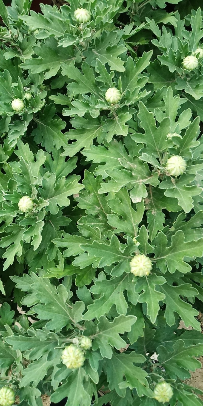 观赏菊