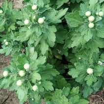 观赏菊