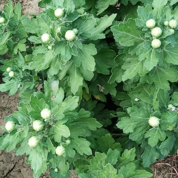观赏菊