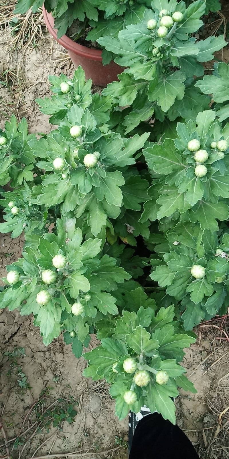 观赏菊