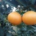 四川眉山爱媛38号果冻橙当季应季新鲜柑橘诚招代理分销代办