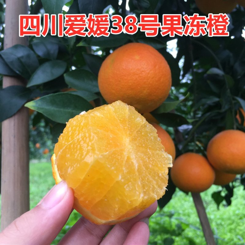 四川眉山爱媛38号果冻橙当季应季新鲜柑橘诚招代理分销代办