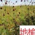 地榆根野生新鲜地榆根中草药
