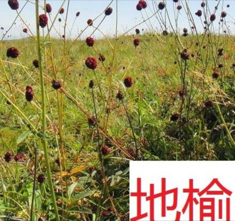 地榆根野生新鲜地榆根中草药
