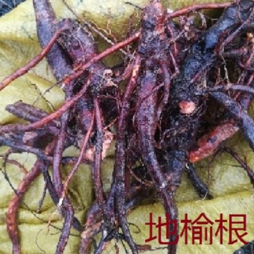 地榆根野生新鲜地榆根中草药