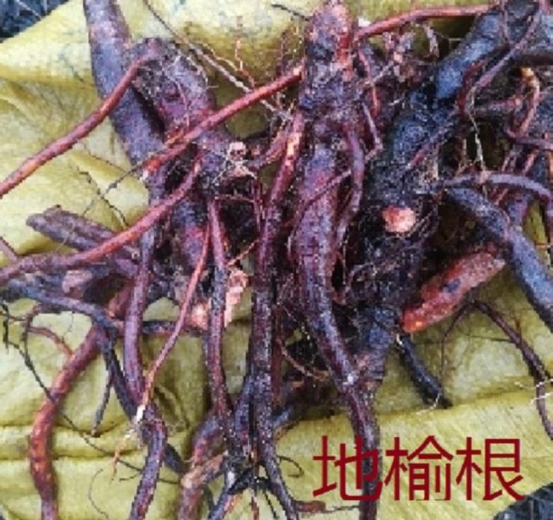 地榆根野生新鲜地榆根中草药
