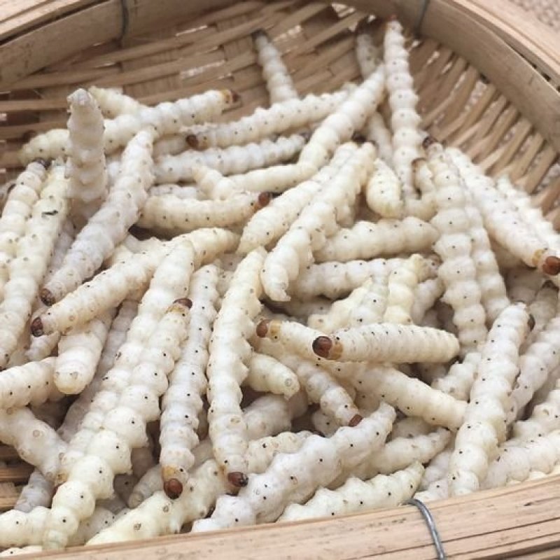 竹虫，道地药材，质优价实，品质保证，药典标准一公斤起批