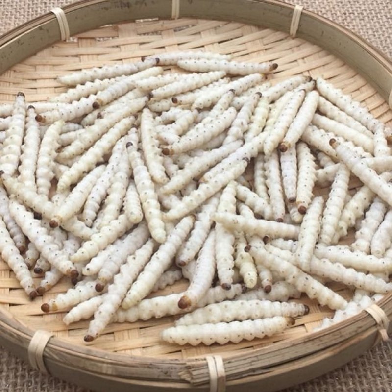 竹虫，道地药材，质优价实，品质保证，药典标准一公斤起批