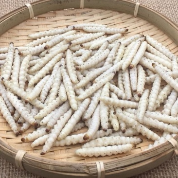 竹虫,道地药材,质优价实,品质保证,药典标准一公斤起批