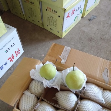 天發雪梨